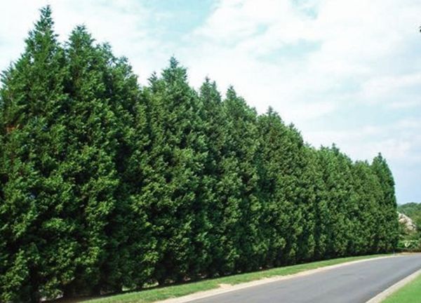 Pros and Cons of Leyland Cypress Trees: A Comprehensive Guide