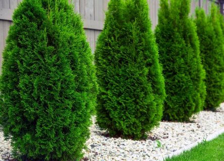 Low-Maintenance Landscape Trees for Effortless Beauty: A Guide for Virginia Gardens